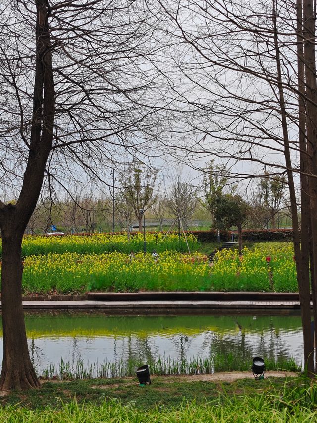 上海賞花｜後灘濕地公園油菜花開啦！