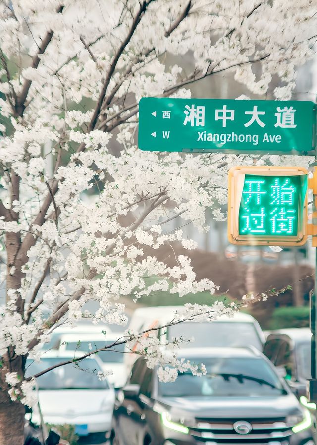 又到了賞花的季節啦｜婁底櫻花開咯