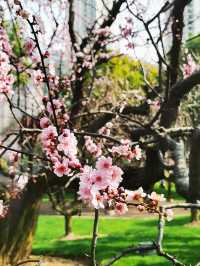 春日顶流的靜安雕塑公園櫻花季
