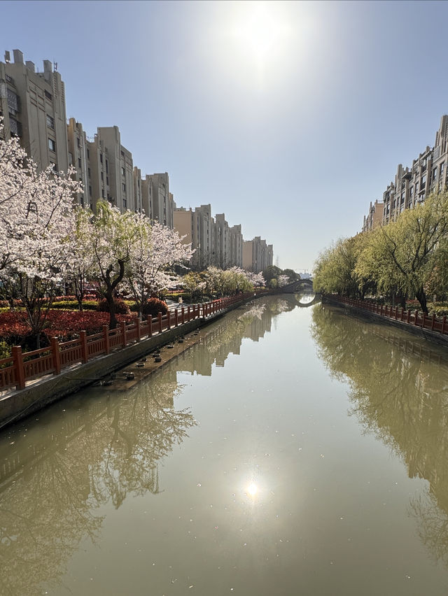 高東櫻花節，快來玩