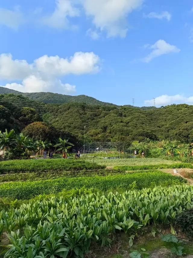 都市田園生活