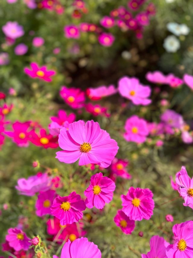 紫谷伊甸園拍照遛娃好去處