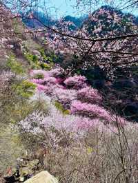 西安‖藍田‖三鳳山桃花季上線