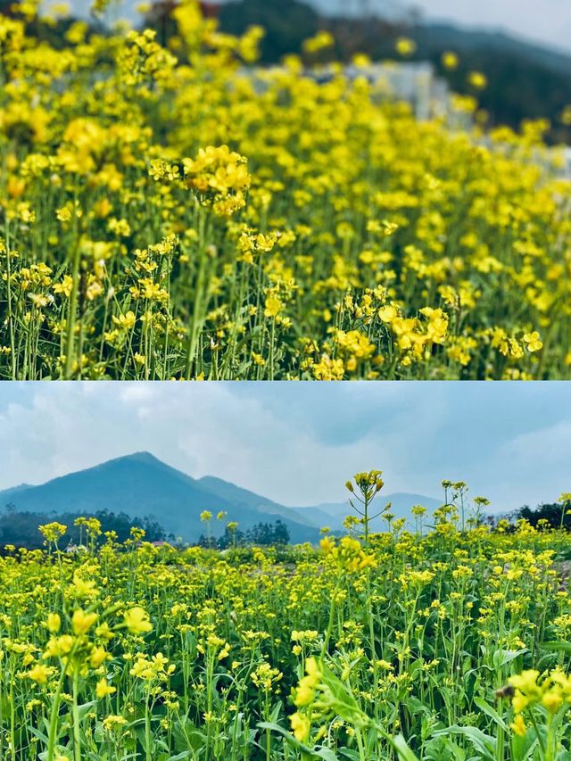 長泰的油菜花初開放，田埂上還沒什麼踩痕！
