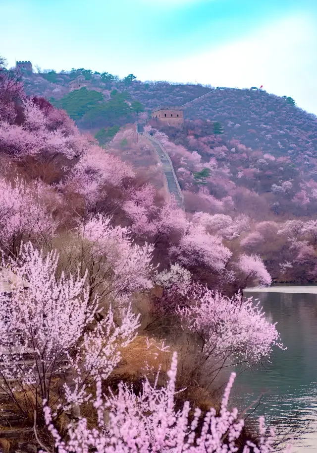 The peach blossoms at the Huanghuacheng Water Great Wall have bloomed, ready for visitors