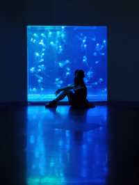 深圳海洋館|掉入 藍色夢境🫧