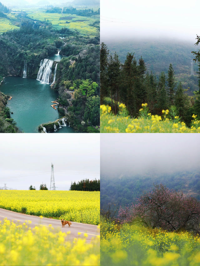 3月要去羅平看油菜花的注意了別當冤大頭