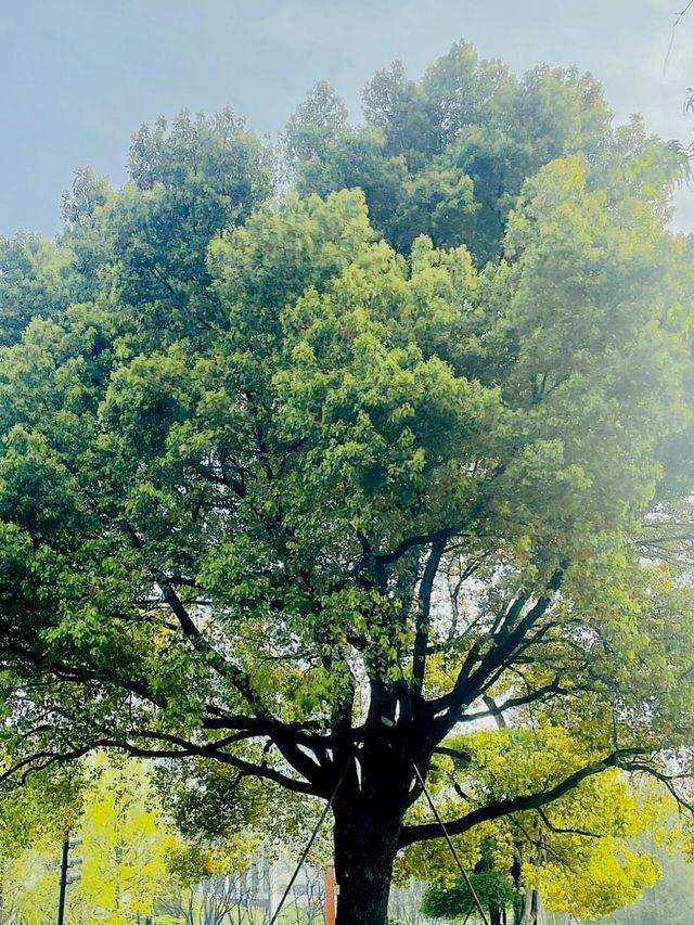 古城公園的春天～錯過的花期與意外的美好