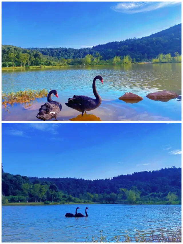 觀賞黑天鵝的營地，昆明周邊露營燒烤全能營地