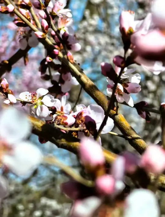 베이징의 봄색｜이화원의 취미가 만발한 복숭아 꽃둑