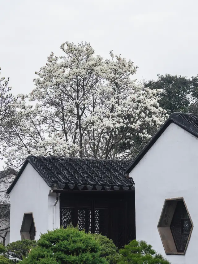 Lingering Garden Magnolias | The spring in Gusu is bright and beautiful