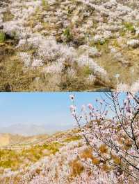 北京看十里桃花
