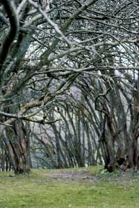 記錄一個春天仙女山度假勝地