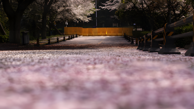 春到江城，櫻花盛開——武漢大學的櫻花季
