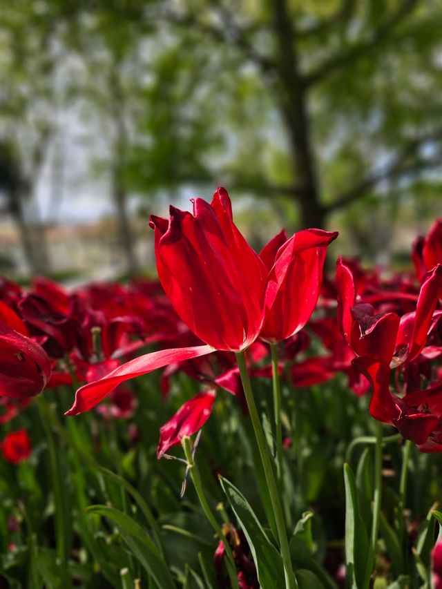伊斯坦堡皇宮御花園的春天