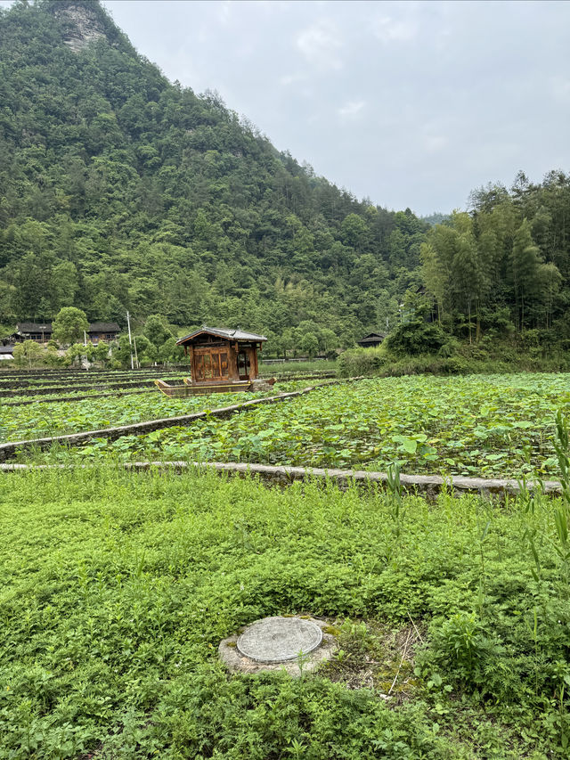 土家十三寨景區