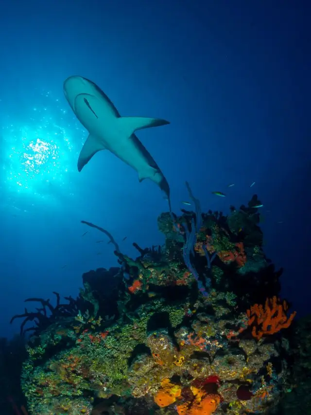 杜拜的驚喜:在熱門景點享受天倫之樂