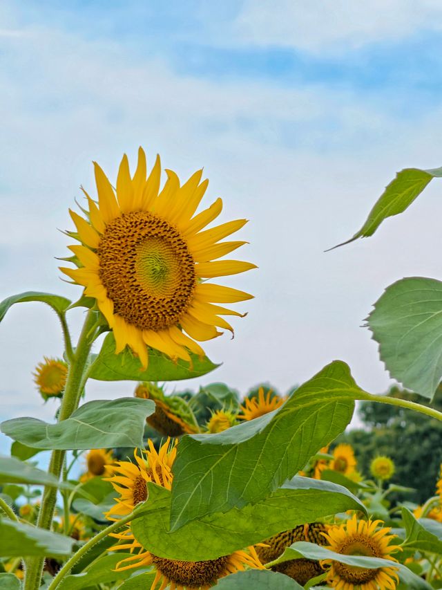 夏日醉美向日葵~蘇州灣體育公園