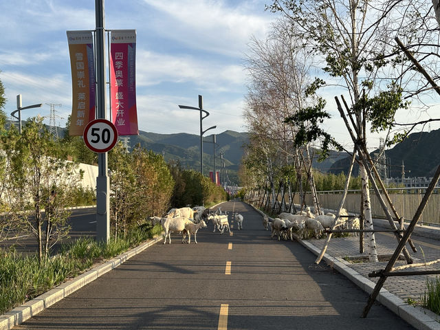 崇禮週末