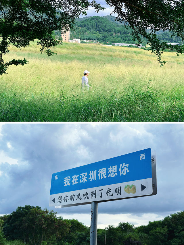 在光明找到了屬於深圳人的“阿勒泰”