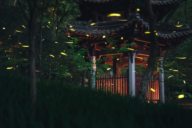 in南京｜與螢火蟲 共振的夏天