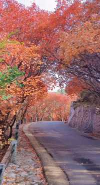 《紅葉谷，斑斕的秋之夢》