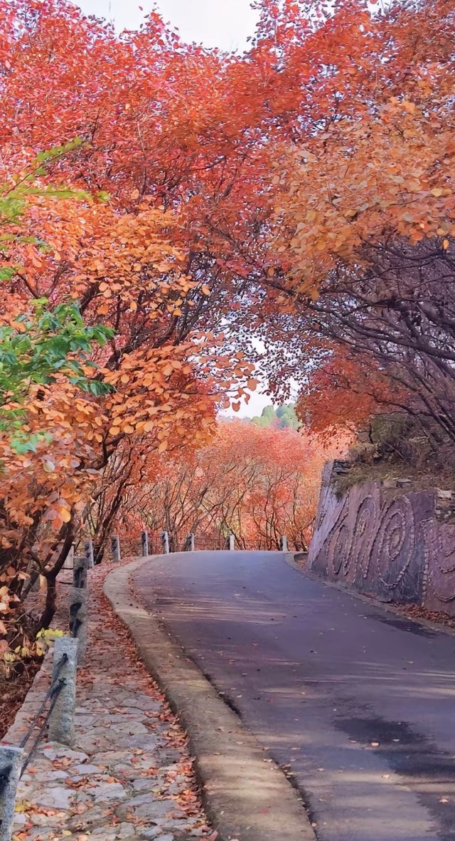 《紅葉谷，斑斕的秋之夢》