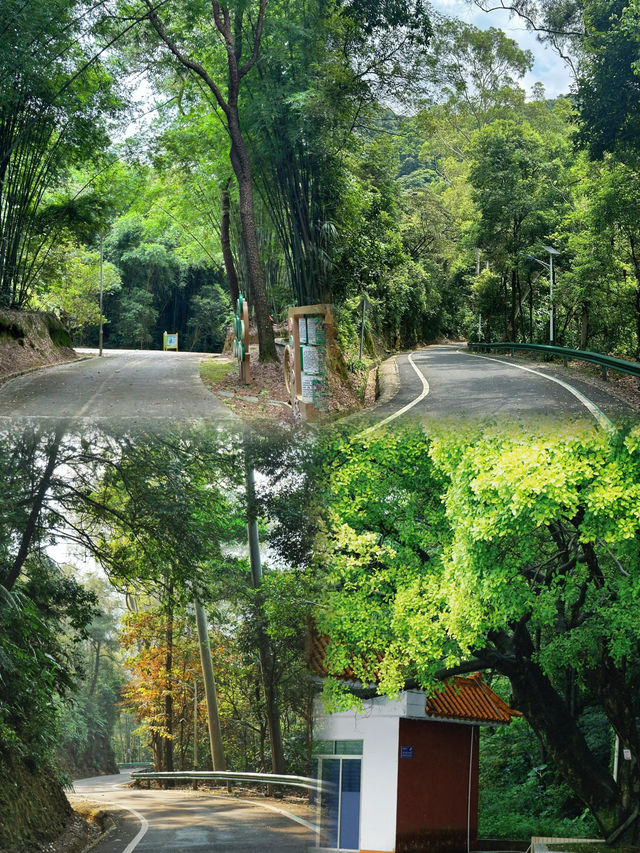 佛山三水森林公園｜免費感受天然氧吧