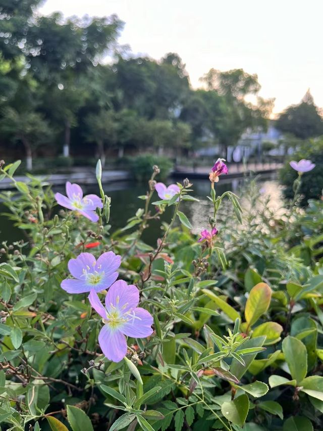 上海和睦村