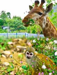 隱藏在羅浮山下，竟然自帶動物園的遛娃聖地