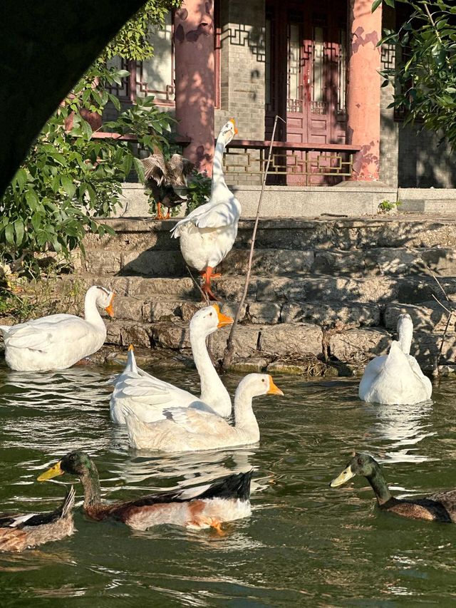 天津|人民公園~免費遛娃好去處。