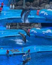 成都 極地海洋公園。