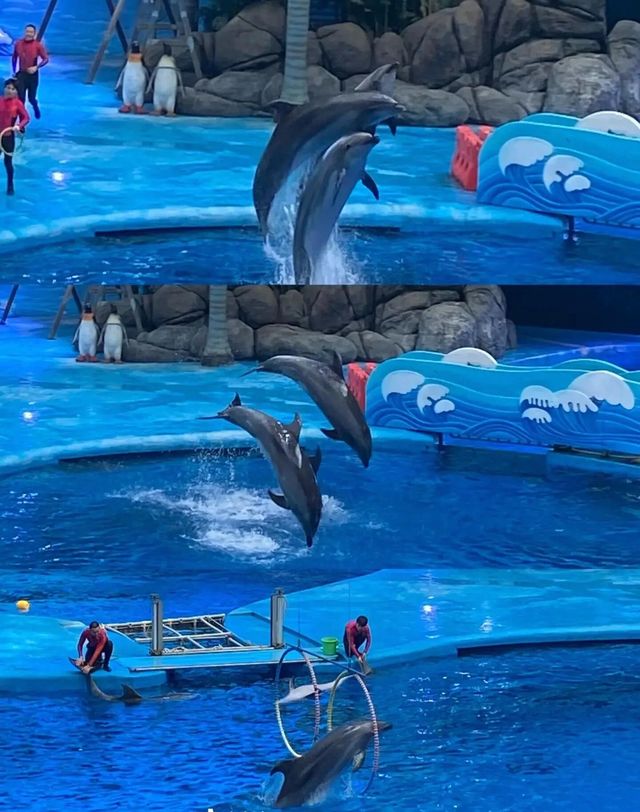 成都 極地海洋公園。