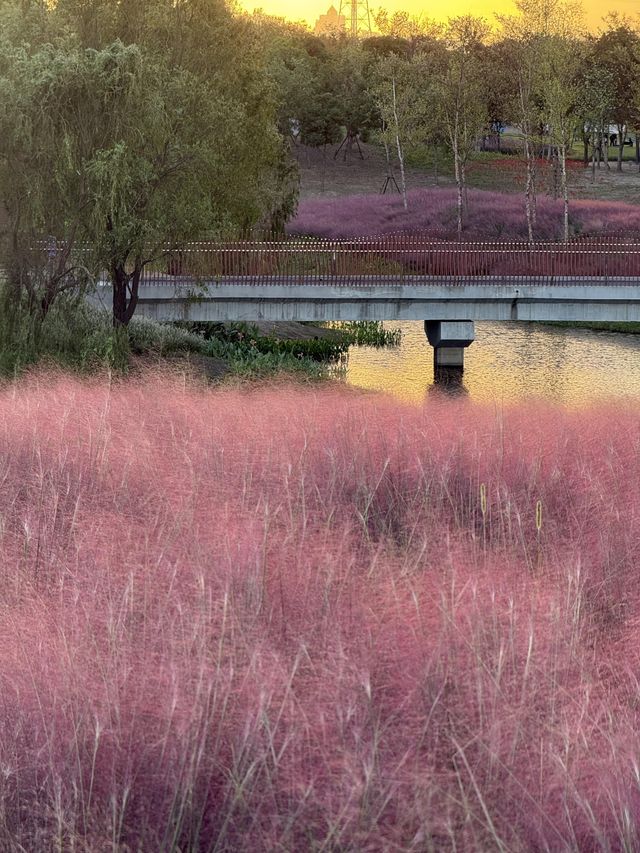 濱江森林公園的粉色夢境，秋日裡的浪漫詩篇。