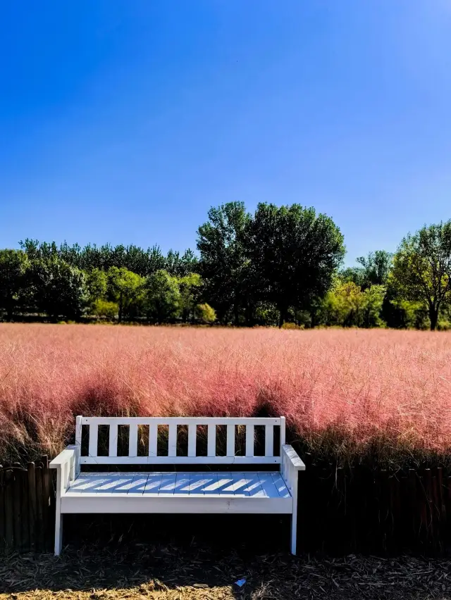 奧林匹克森林公園 | 花田初見驚艷了時光。