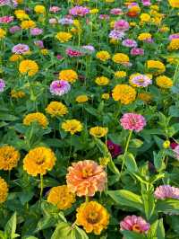 10.11實況！奧森今年的花海真的美得令我落淚。