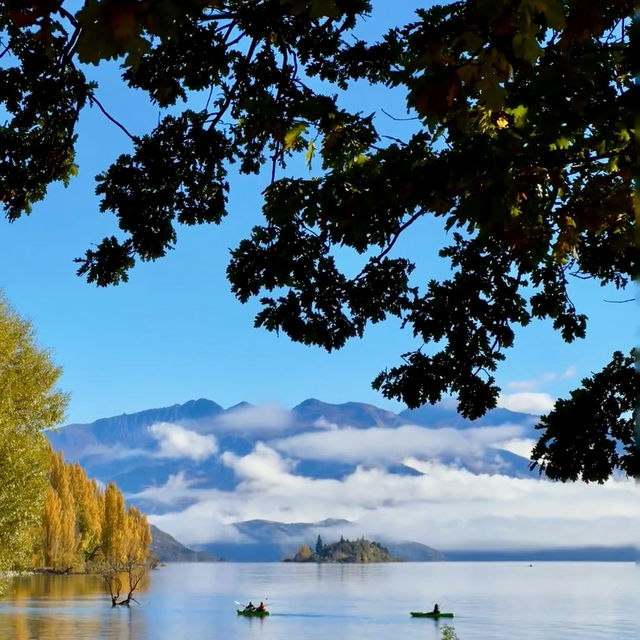 The Wanaka tree such a big and high rise trees 