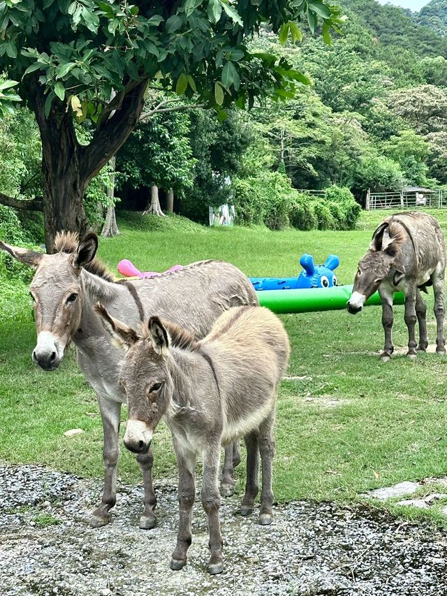 廣州駕車1小時：秋季生態度假新體驗。