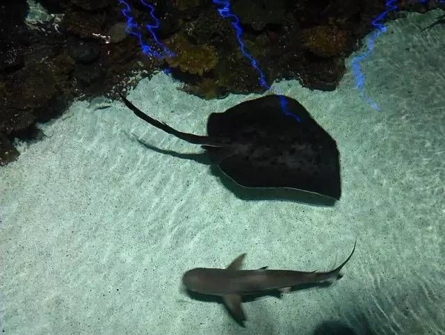 巴爾的摩國家水族館。