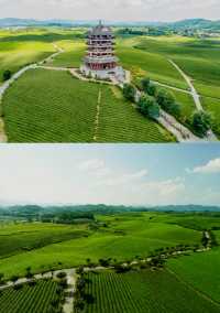 歡迎大家到我的家鄉貴州茶海。