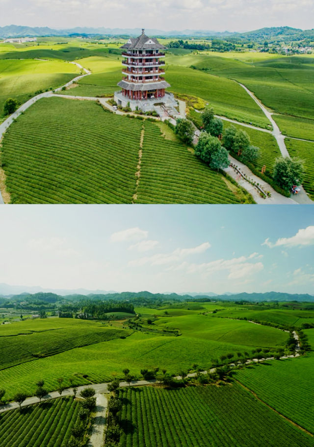 歡迎大家到我的家鄉貴州茶海。 歡迎大家到我的家鄉貴州茶海。