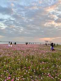 上海自駕1小時小眾旅遊地|定山湖大花海。