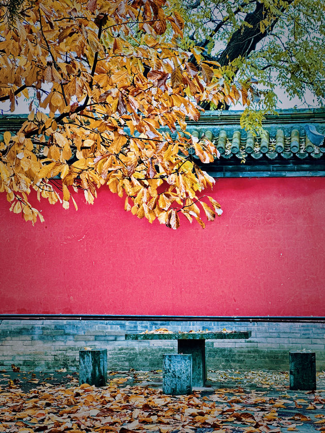 雨天漫步大覺寺～獨有的景色大覺寺的金秋太美。