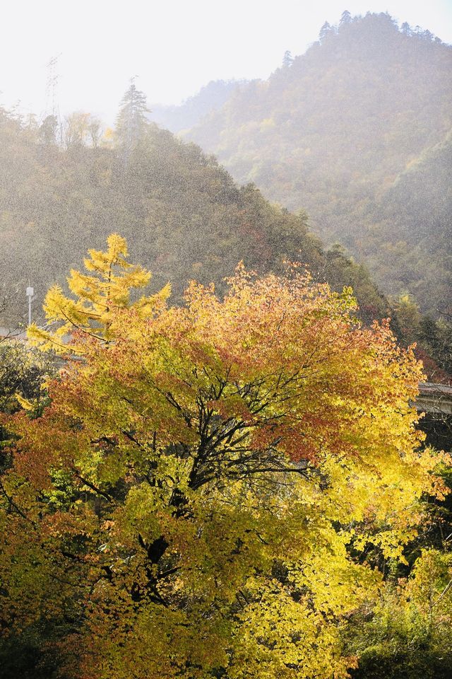四川小眾紅葉秘境一藏在山裡的扒昔加古寨。