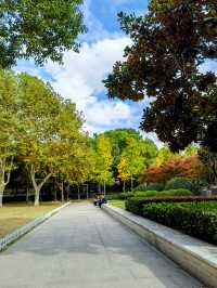 文化廣場除了看劇,還有銀杏。