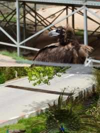 神鵰山動物園。
