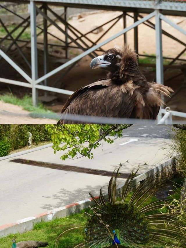 神鵰山動物園。