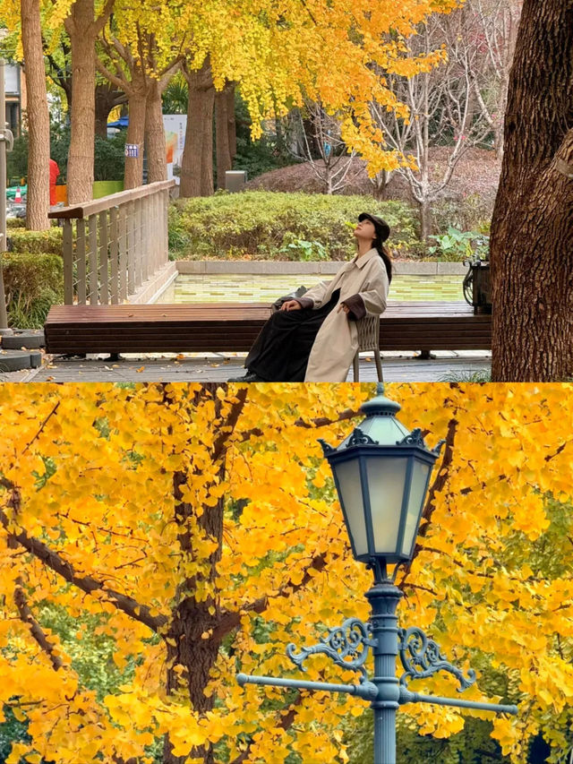 上海|黃金城道已經美得不像樣了~ 上海|黃金城道已經美得不像樣了~