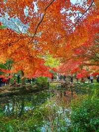 銀杏進入尾聲，秋霞圃的紅葉正當時
