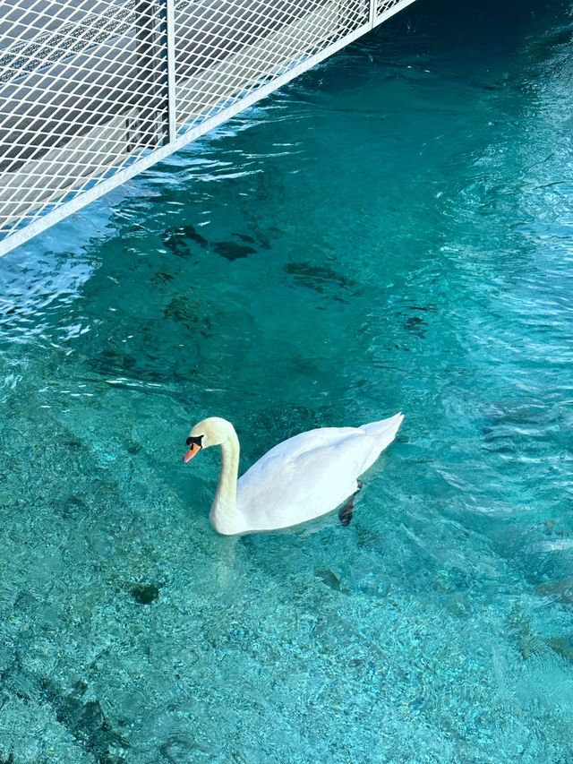 歐洲連遊 Citywalk 探秘浪漫之城